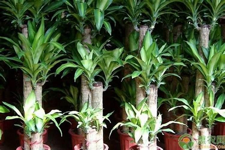 巴西铁树的养殖方法和注意事项