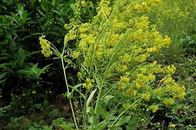 柴胡最怕什么肥料？