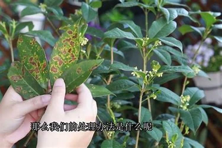 烤烟过量用腐植酸水溶肥后该怎么办