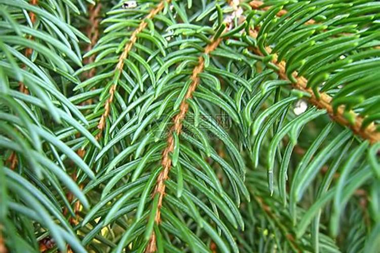 蔬菜叶面肥木醋液好用吗