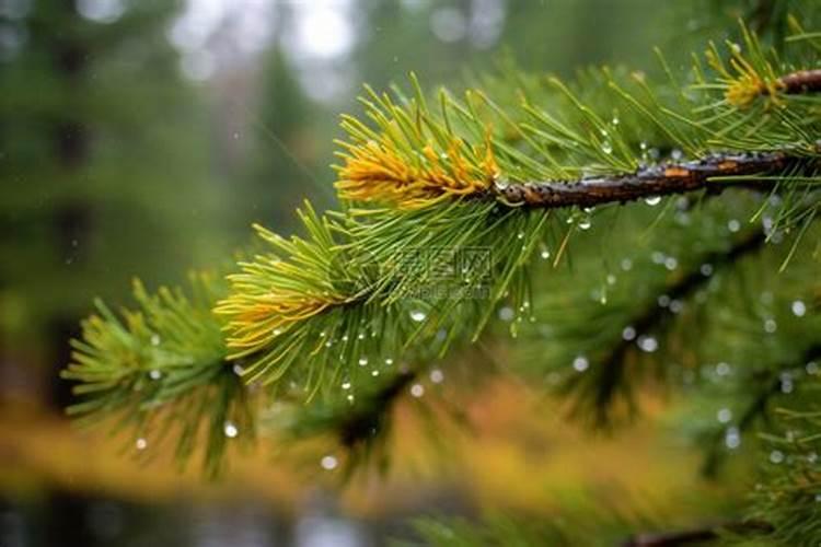 江西叶面肥木醋液