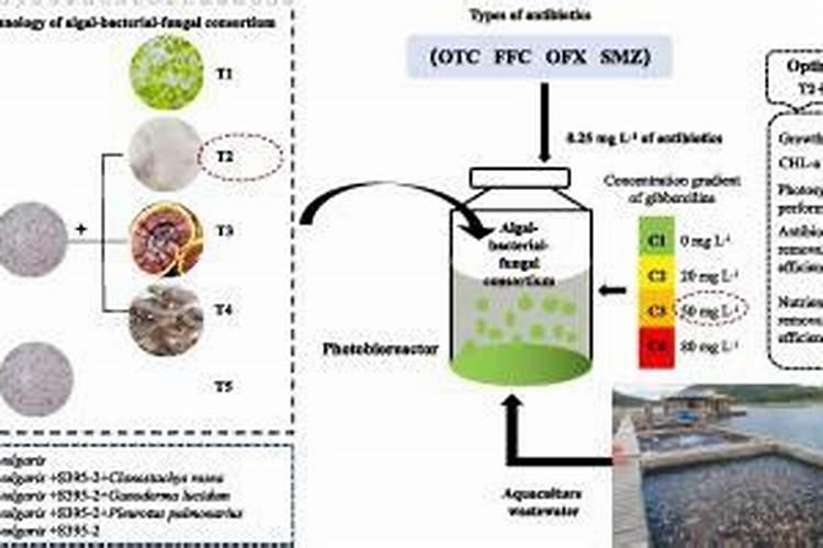 海藻鱼蛋白母液属于危险品吗
