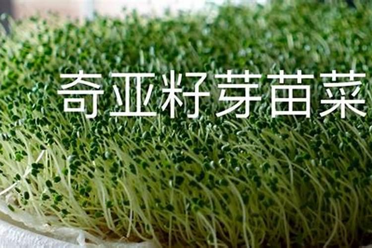 功能性食品和保健食品的区别是什么