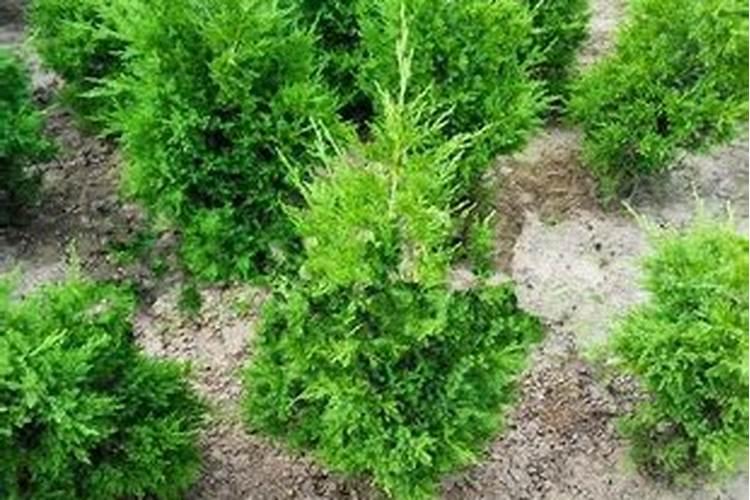 柏木基础知识柏木的主要价值