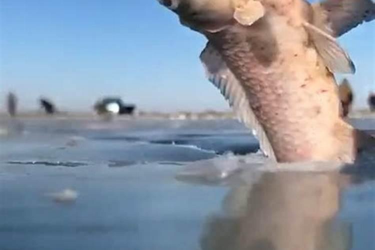 发酵好的鱼蛋白怎样保存不会坏