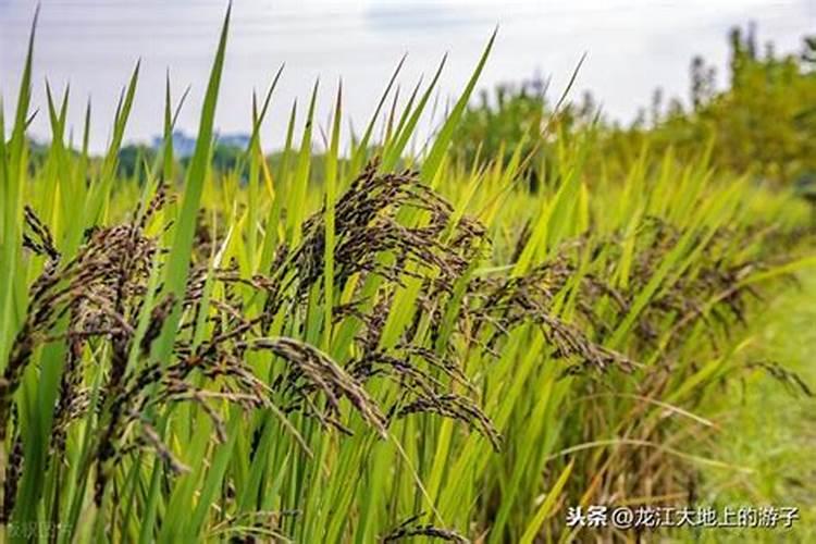 怎样防止水稻障碍型冷害的发生？