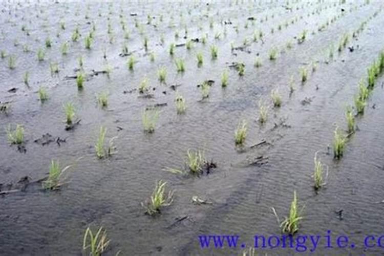 水稻种植技术 水稻养殖方法总结