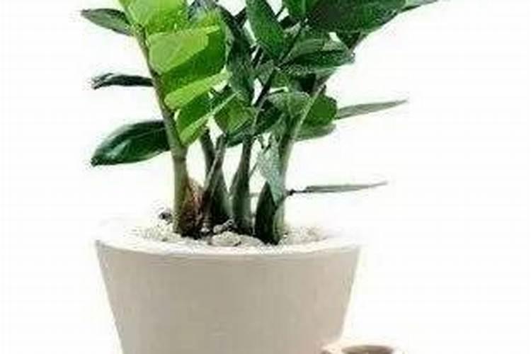 德沃多管用园艺肥,金钱树缓释掺混肥料可不可以浇兰花