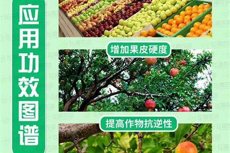 绣球为什么老是蔫叶子