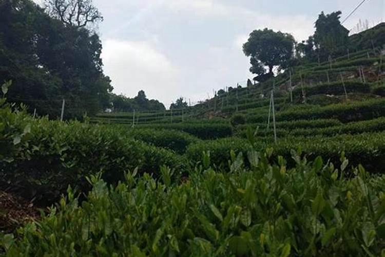 茶花开花期间可不可以叶面施肥.谢谢大家