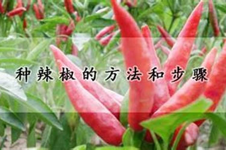 辣椒如何施磷肥