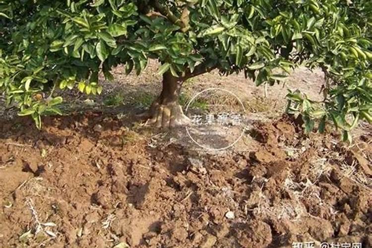 荔枝长肉时施什么肥最好