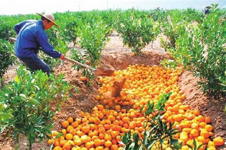 烂水果可以发酵做肥料吗