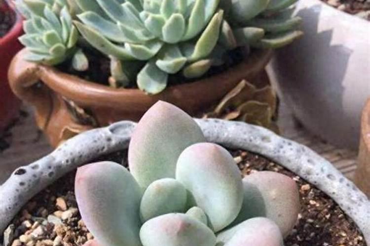 现在市场上主要的叶面肥种类和品牌有什么？