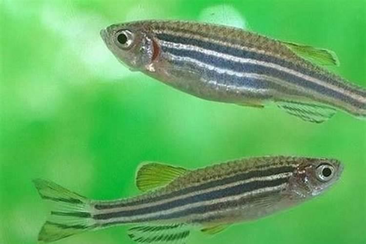 斑马鱼仔开口喂什么食物