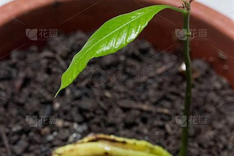 芒果冬季如何种植管理 安全过冬方法是什么