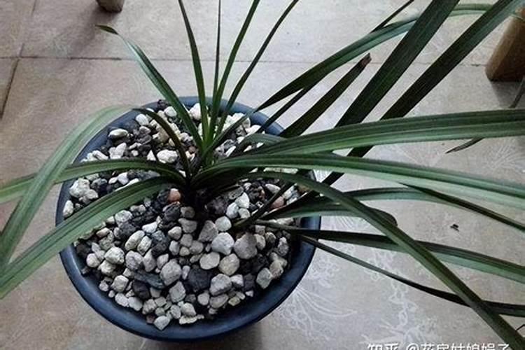 如何判断兰花缺水缺肥