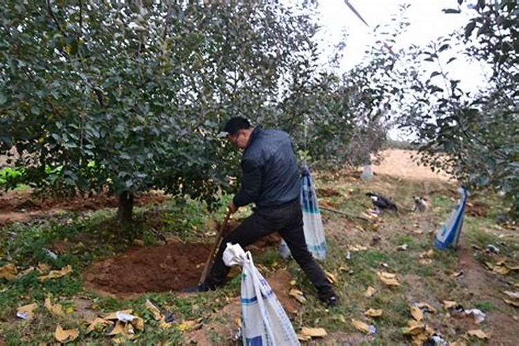 杨树最忌三种肥料