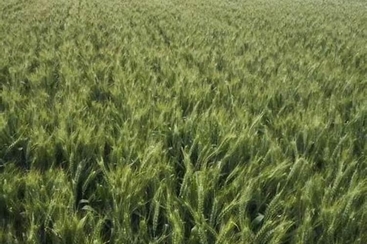 小麦施肥最佳时间