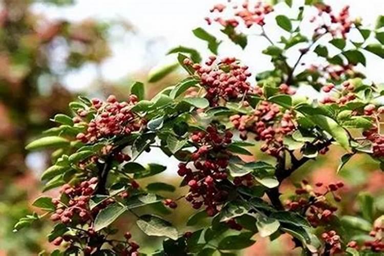 刚结果的花椒树上什么肥好