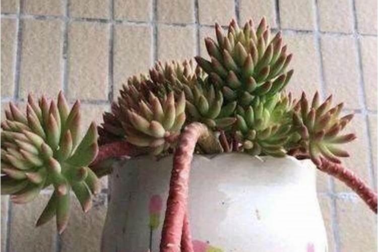 多肉植物可以施氮肥吗 多肉植物能施氮肥吗