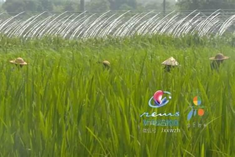 茭白常见的病害有哪些怎么防治