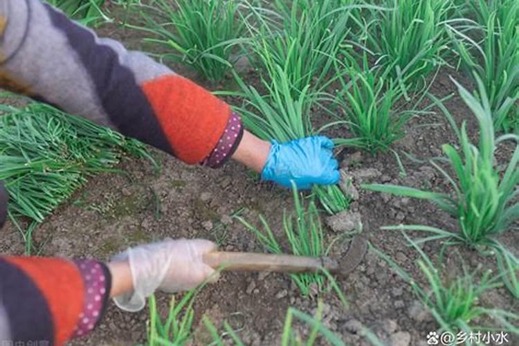 韭菜施什么肥长得又快又壮