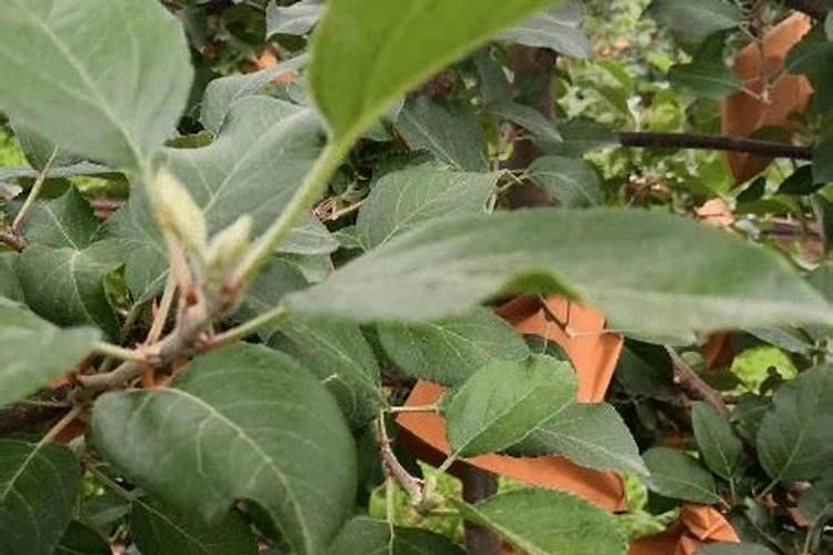 七月份果树可施磷酸二铵吗