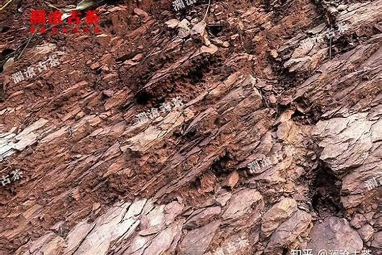 三要素对茶树生育的影响