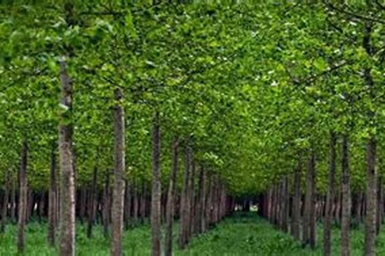 杨树用什么肥好