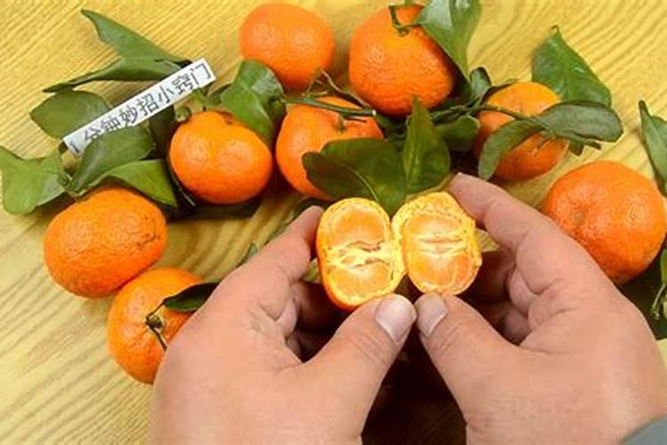 砂糖橘高产种植方法