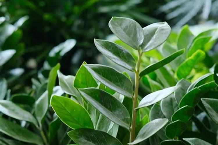 金钱树肥料怎么用 金钱树冬季不要施肥