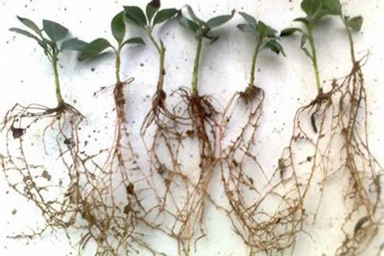 玉米苗后除草剂喷后几天能喷叶面肥？