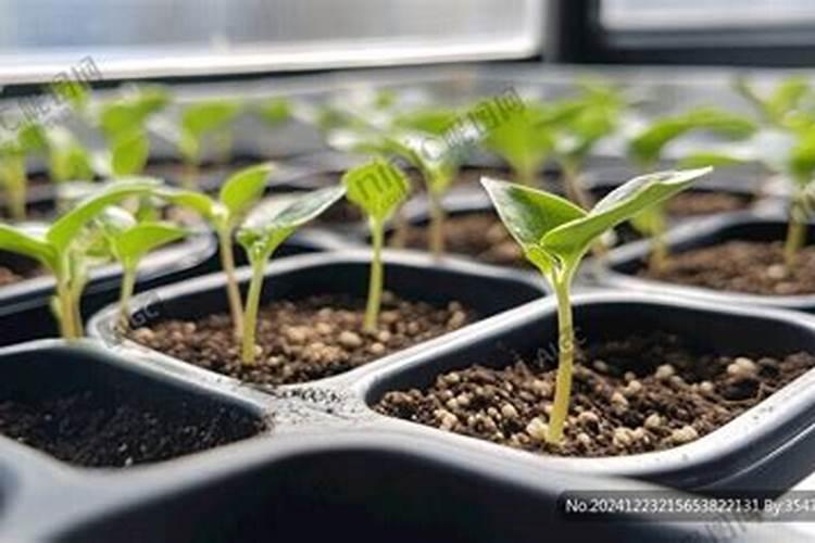 枣树的繁殖方法有哪些枣树种植技术