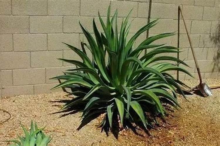 芝麻蜜香瓜露天栽培时间