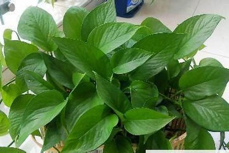 种花种菜买什么肥料