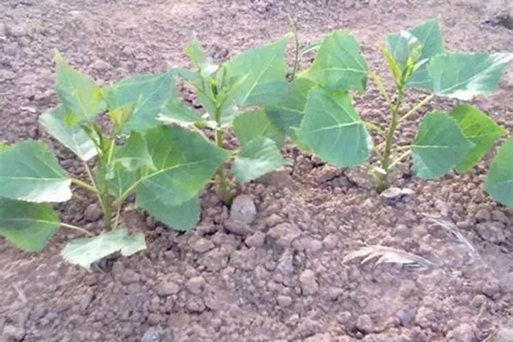 请问一下小杨树苗现在施什么肥料好？