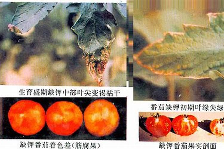 钾肥最适用哪些作物