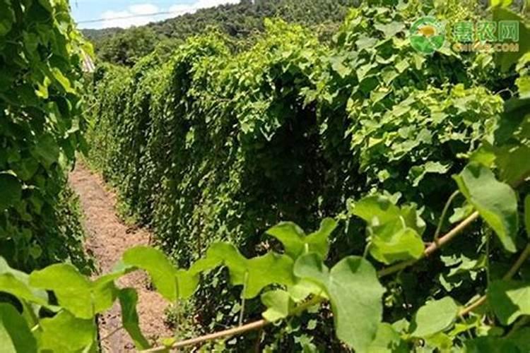 麻烦大家看看这个是什么植物？