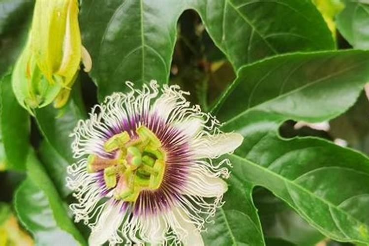 百香果追肥用什么肥料好？百香果用哪种水溶肥能增产？百香果如何施肥？