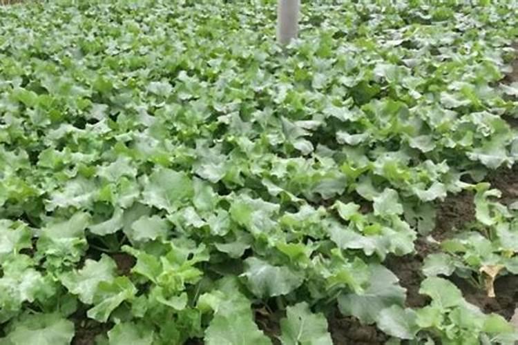 油菜什么时候喷施硼肥