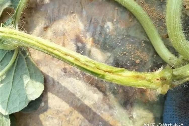 玉米杆折断是什么原因？