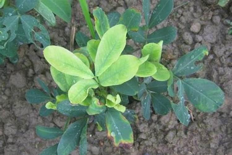 丝瓜藤细是缺少什么肥 丝瓜如何搭架引蔓