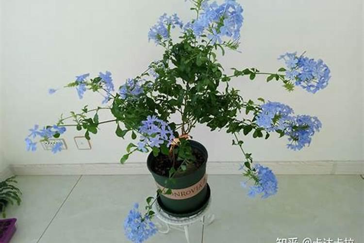 金银花用什么叶面肥好