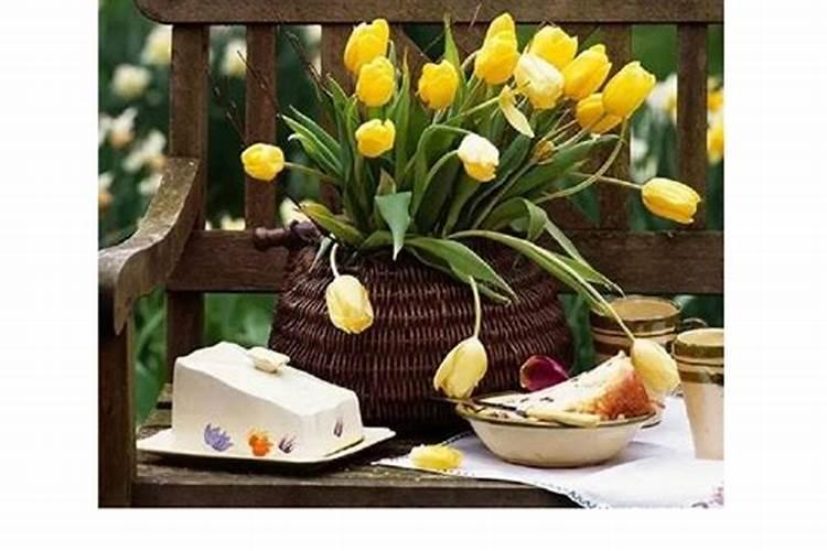 郁金香开花后有可能达到60多厘米,是真的吗？