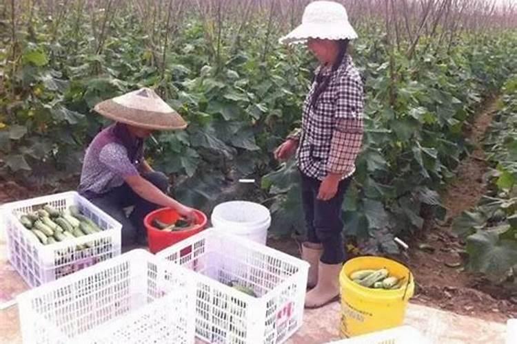 大棚黄瓜叶面使什么肥？