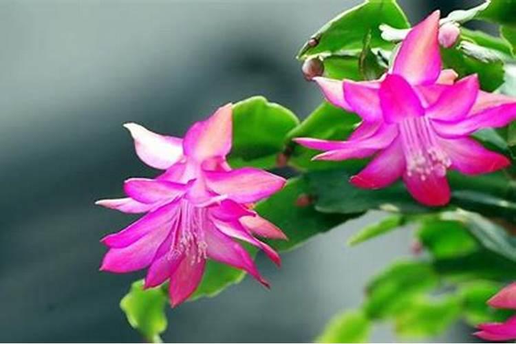 蟹爪兰施什么肥合适