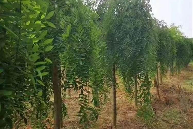 沙土最好种什么植物