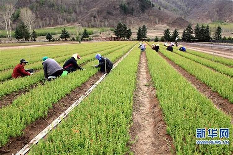 沙土种植什么好