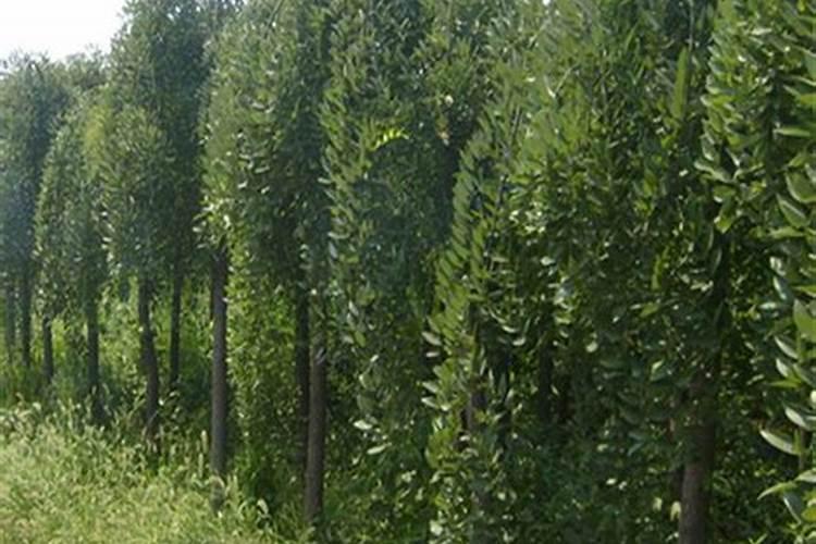 桉树多少钱一棵？2020年桉树种植前景分析